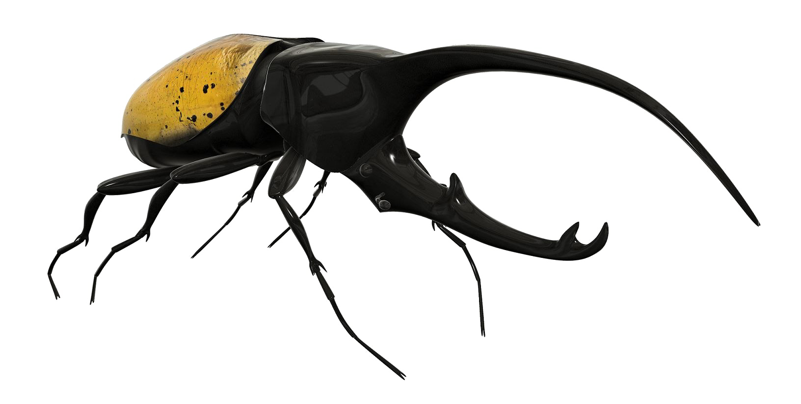 Beetle PNG Image Background