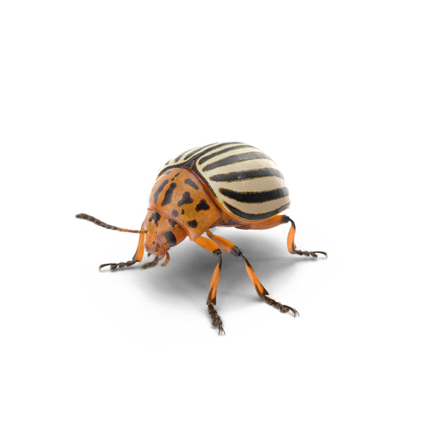 Beetle PNG Photo