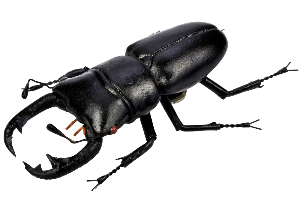 Beetle PNG Picture