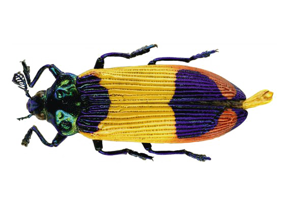 Imagem transparente de Beetle PNG
