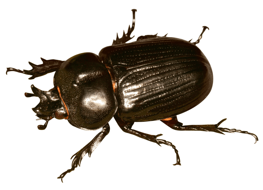 Gambar transparan kumbang