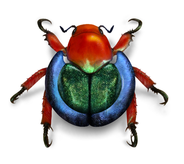 Kumbang Gambar Transparan