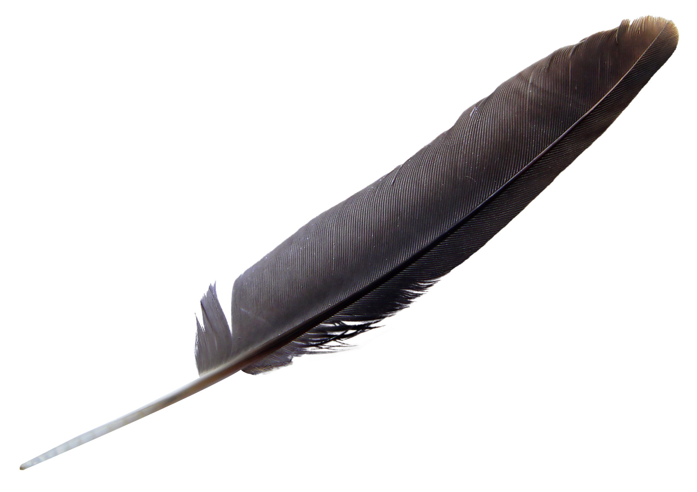 Bird Feather Download PNG Image
