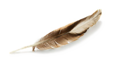 Bird Feather Free PNG Image