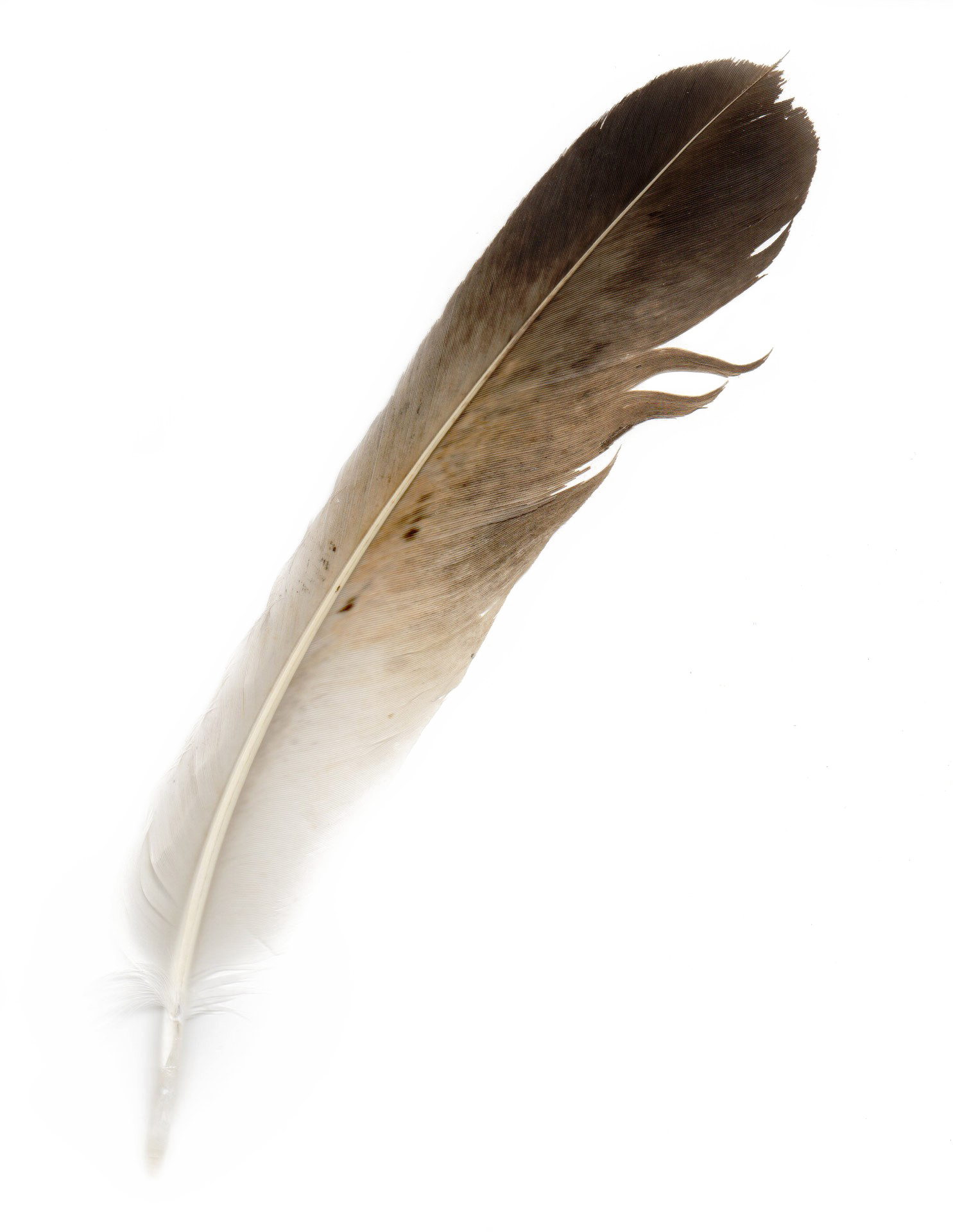 Bird Feather PNG Download Image