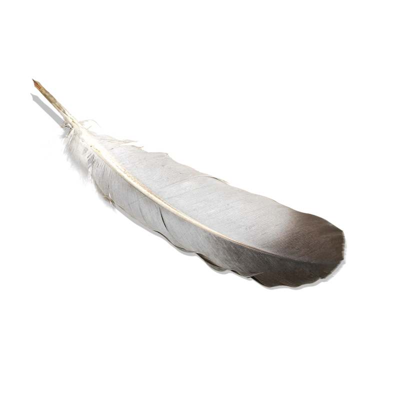 Bird Feather PNG Image with Transparent Background