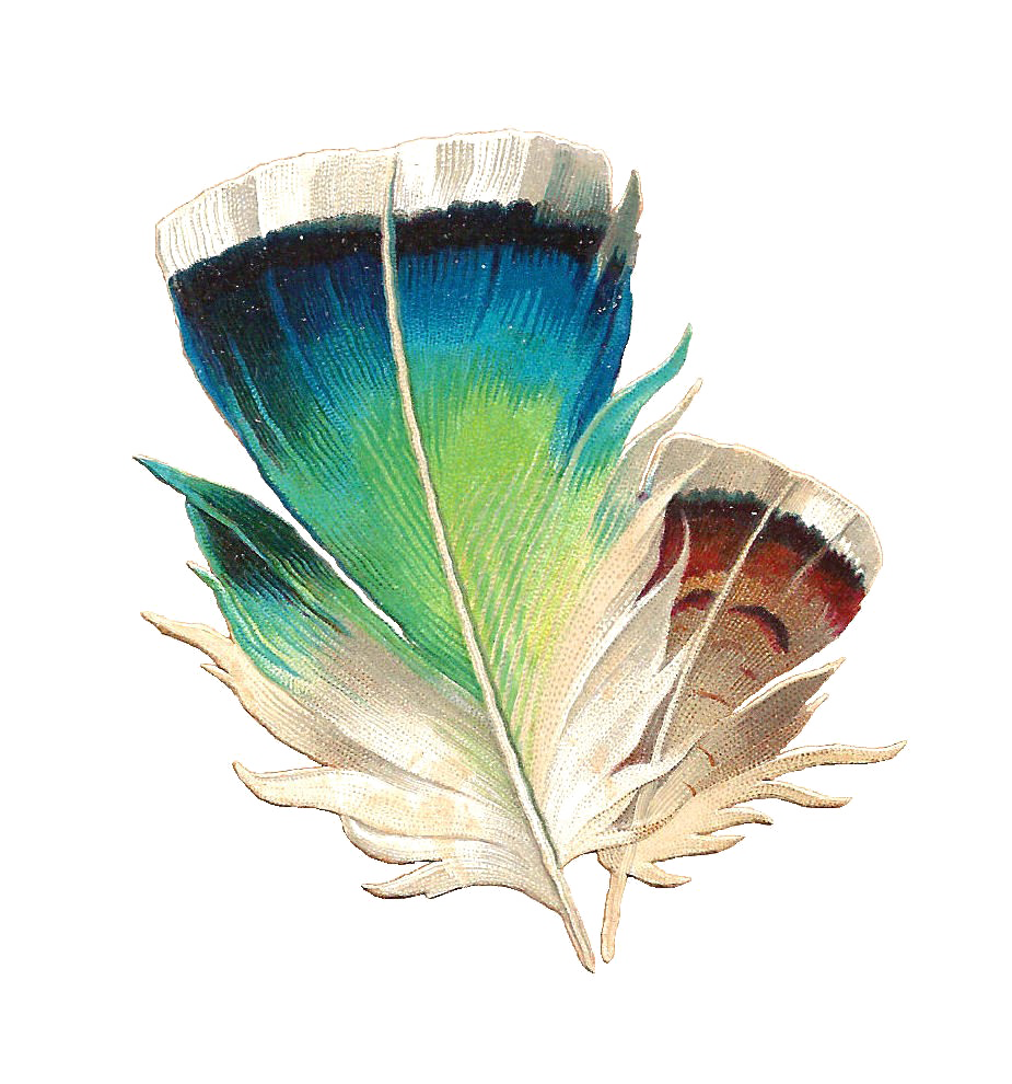 Bird Feather PNG Image