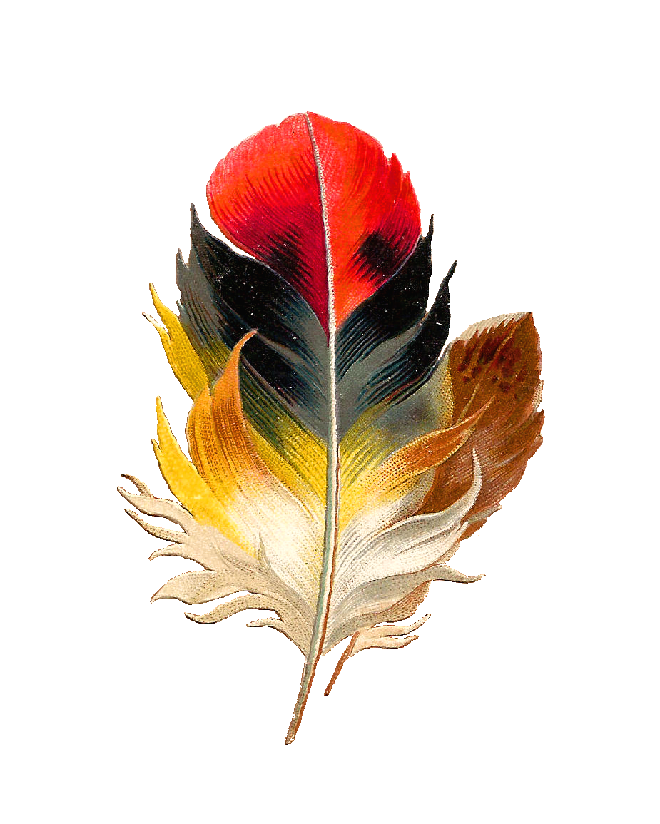 Bird Feather PNG Photo