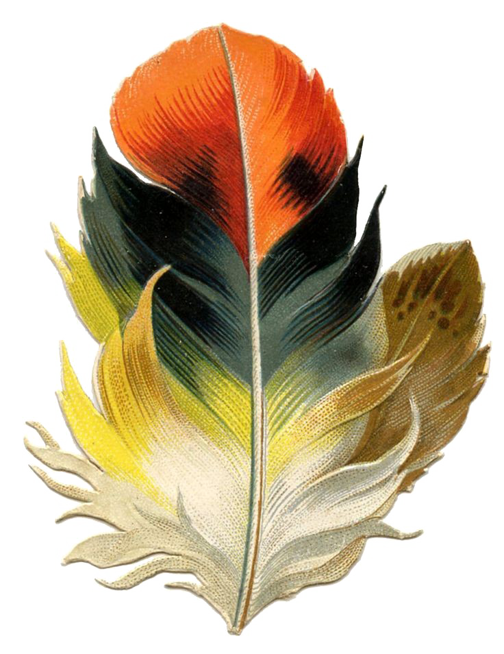 Bird Feather PNG Picture