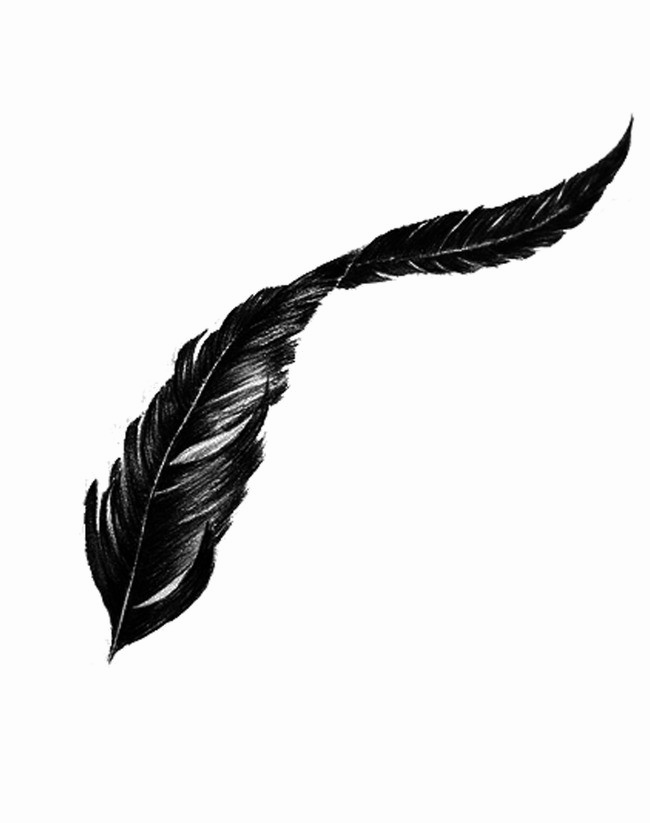 Bird Feather PNG Transparent Image
