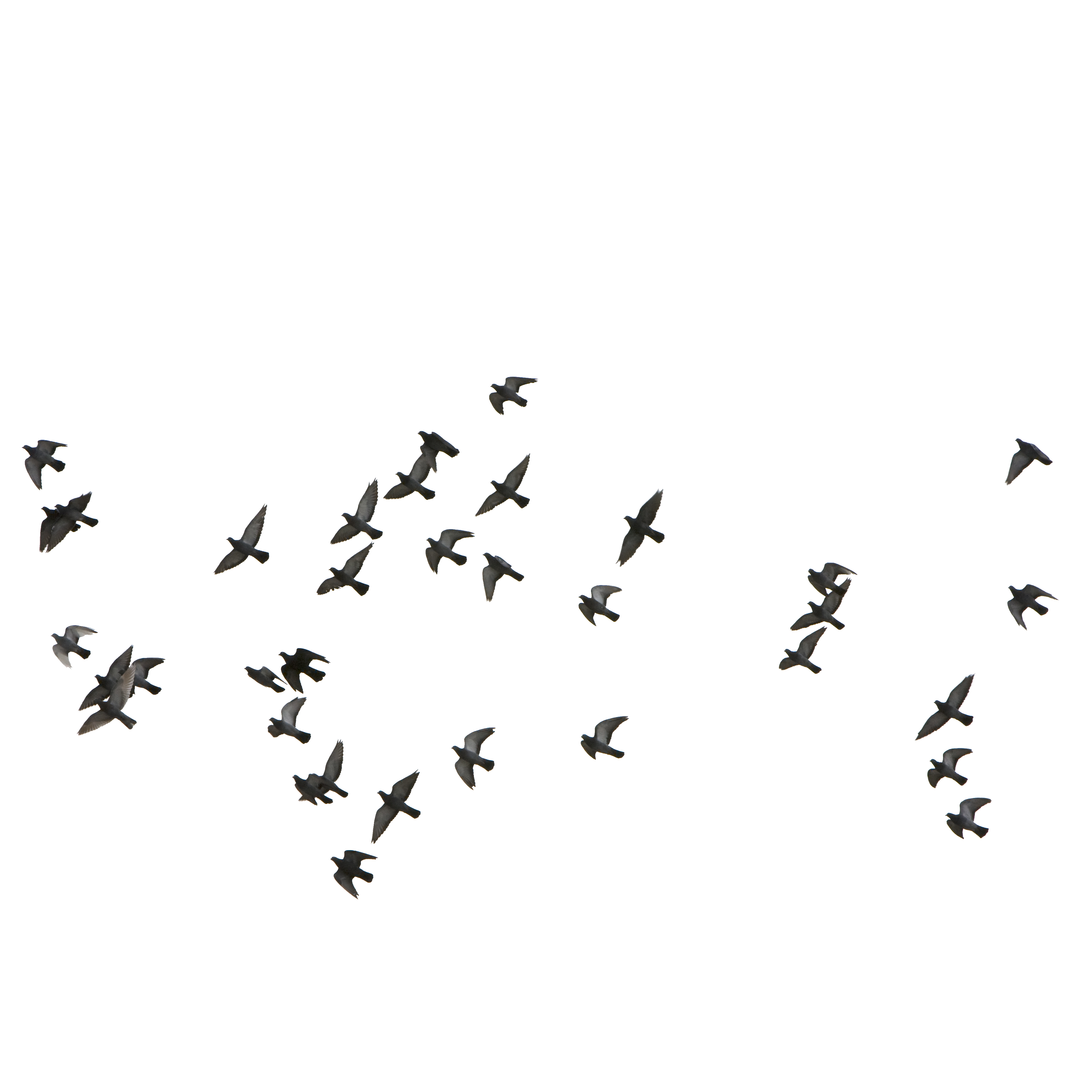 Birds Download Transparent PNG Image