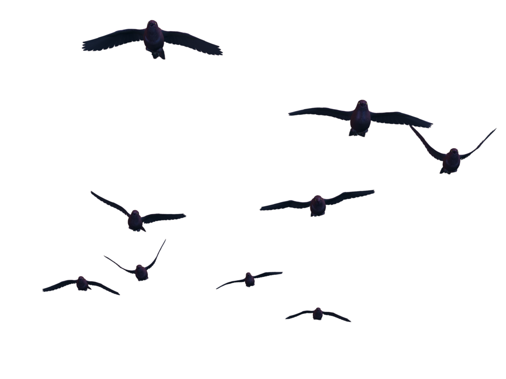 Immagine di sfondo di uccelli PNG