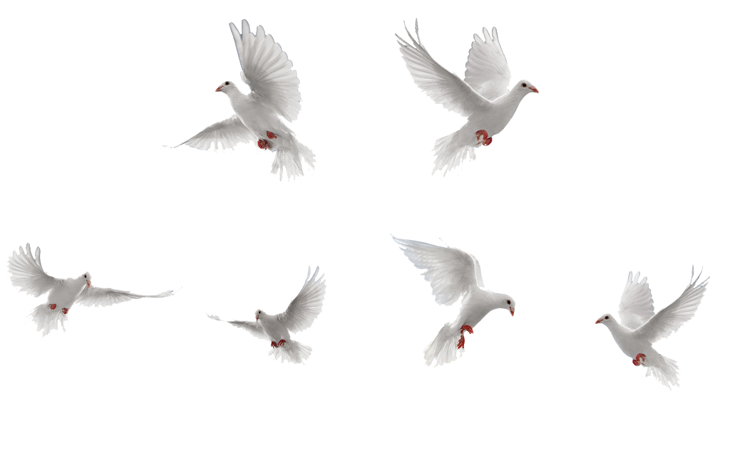Birds PNG Image Transparent