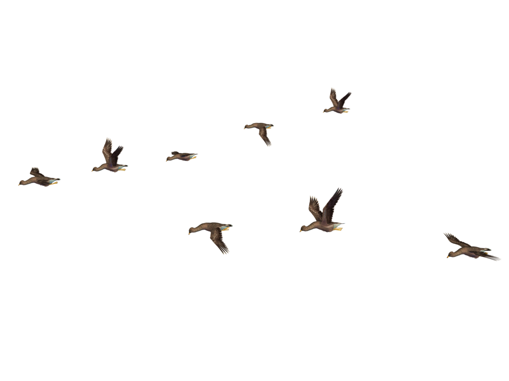 Immagine di uccelli PNG con sfondo Trasparente