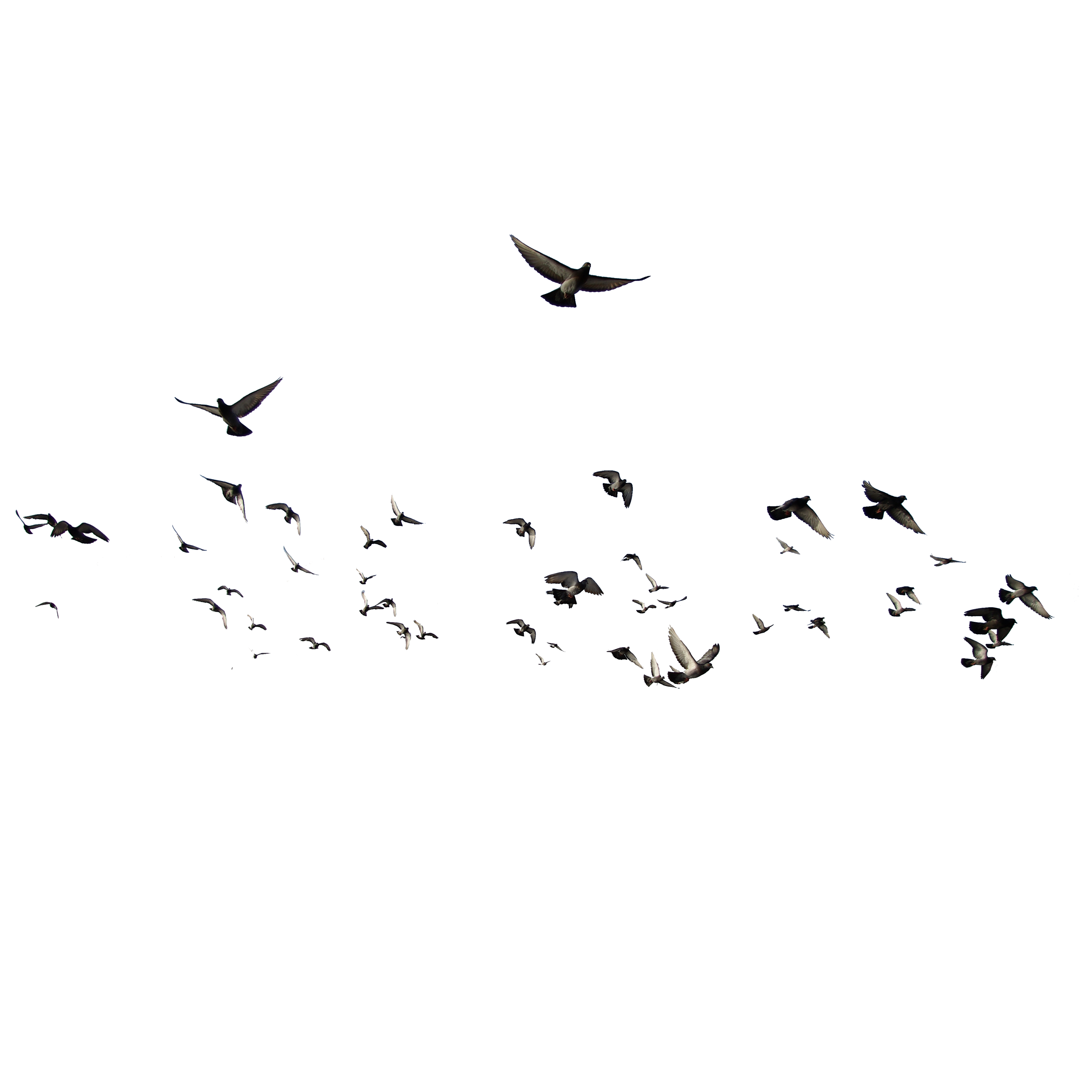 Uccelli PNG Immagine Trasparente