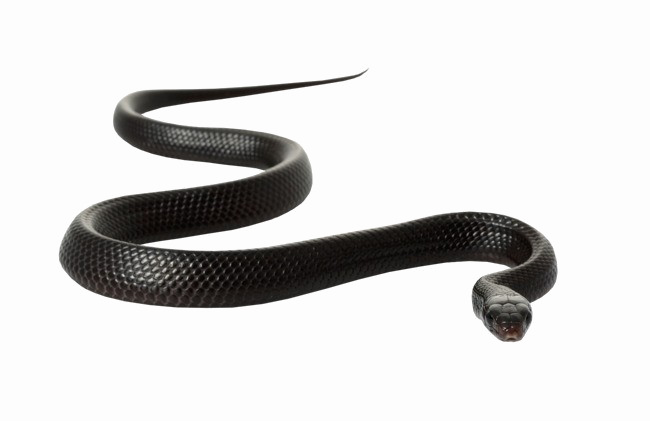 Black Mamba Snake Free PNG Image