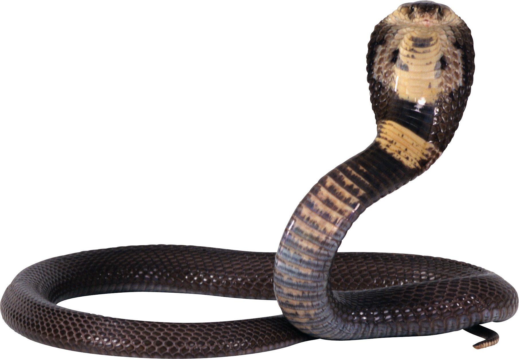 Black Mamba Snake PNG Background Image