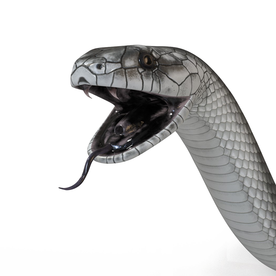 Black Mamba Snake PNG High-Quality Image