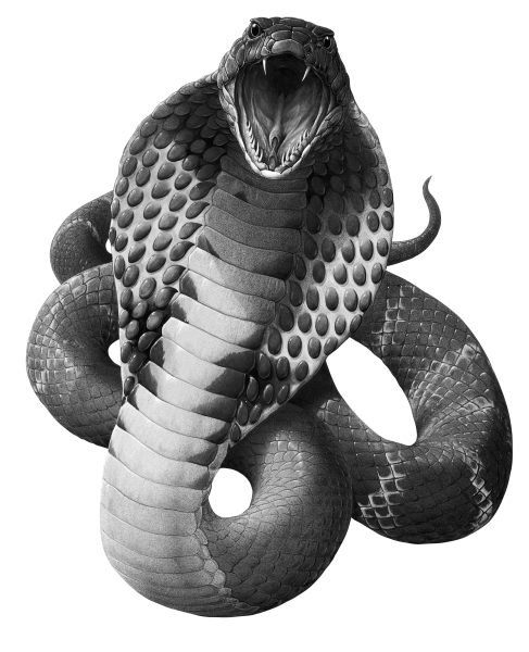 Black Mamba Snake PNG Image Background