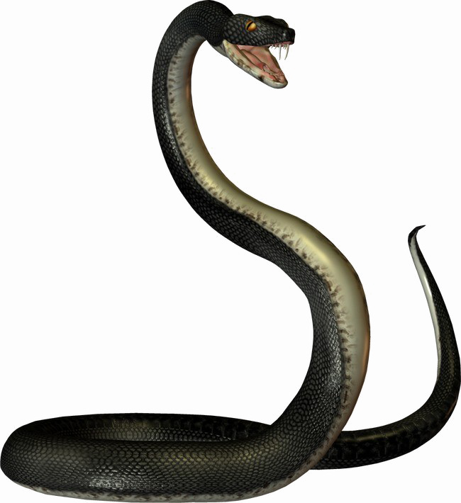 Black Mamba Snake PNG Transparent Image
