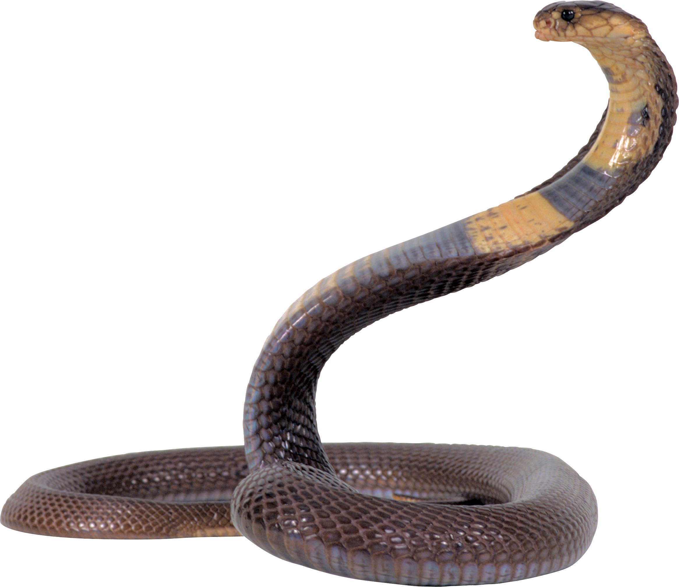 Zwarte Mamba Snake Transparante achtergrond PNG