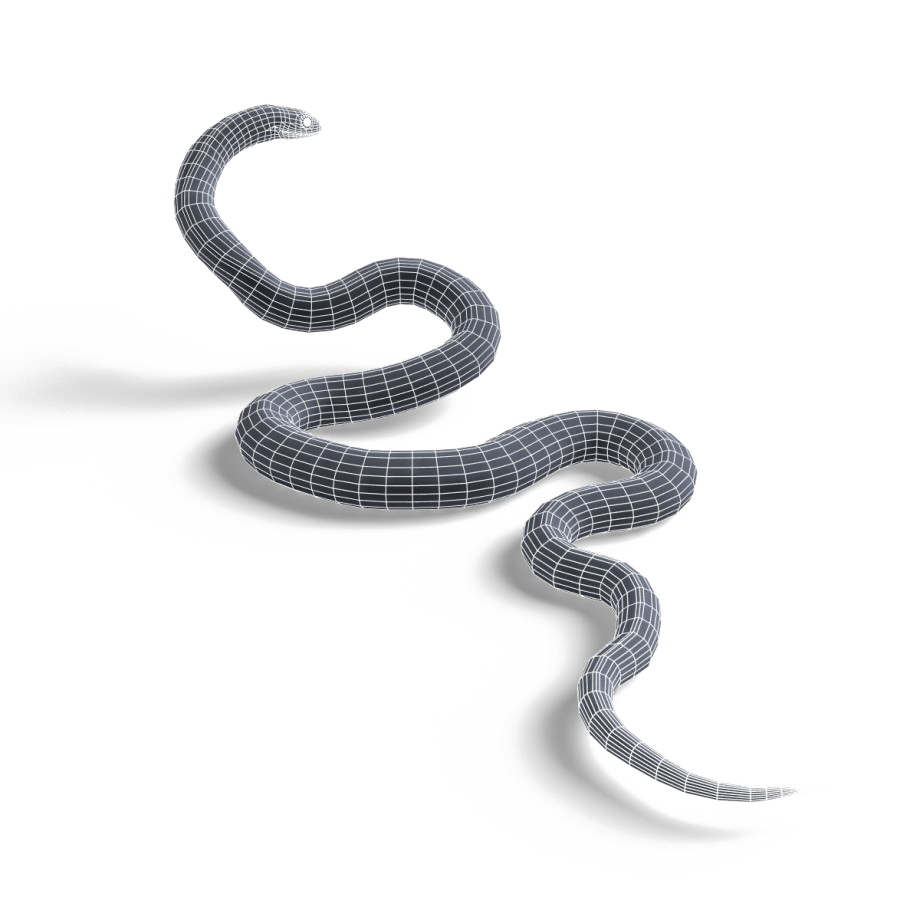 Змейка ползет. Змея на белом фоне. Хвост змеи. Змея на прозрачном фоне. Змея ползет.