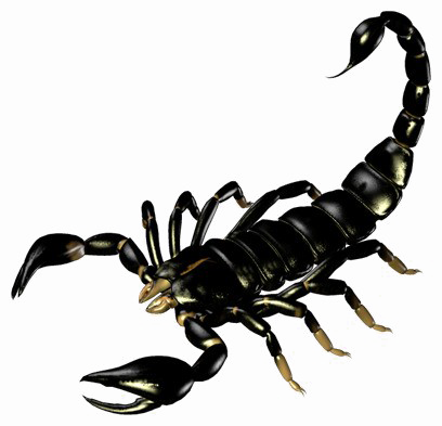 Image noire scorpio PNG image