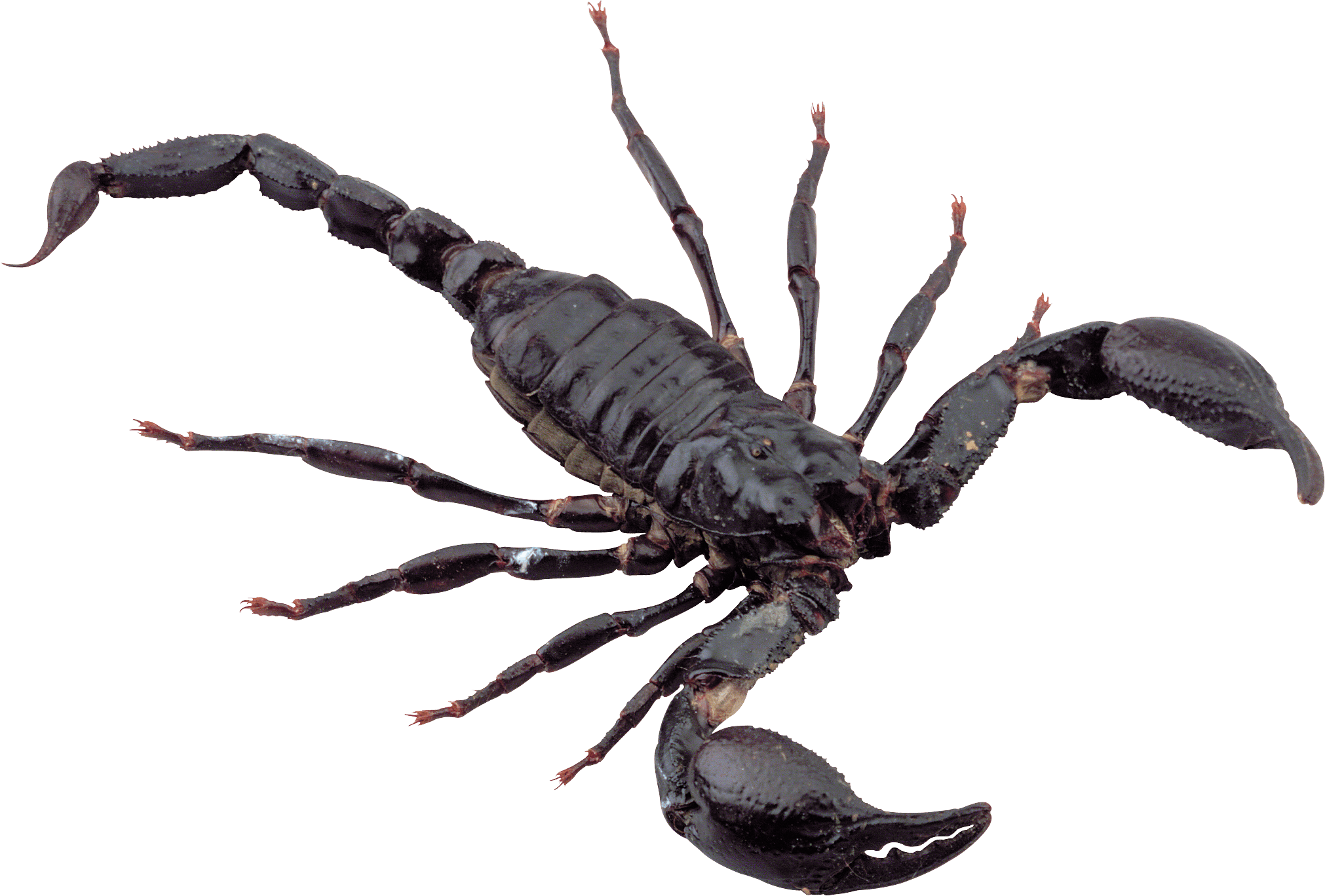 Black Scorpio PNG Gambar Transparan