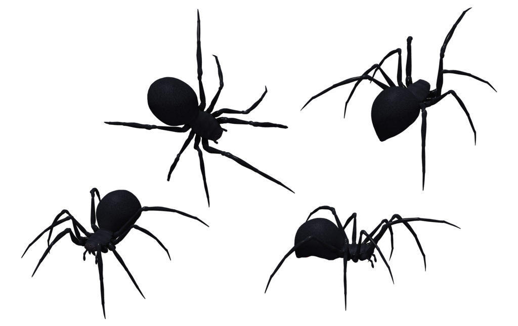Immagine di alta qualità PNG ragno nero