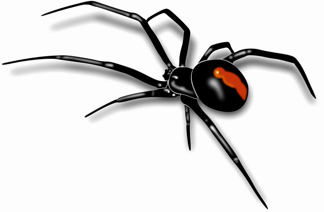 Immagine Trasparente ragno nero