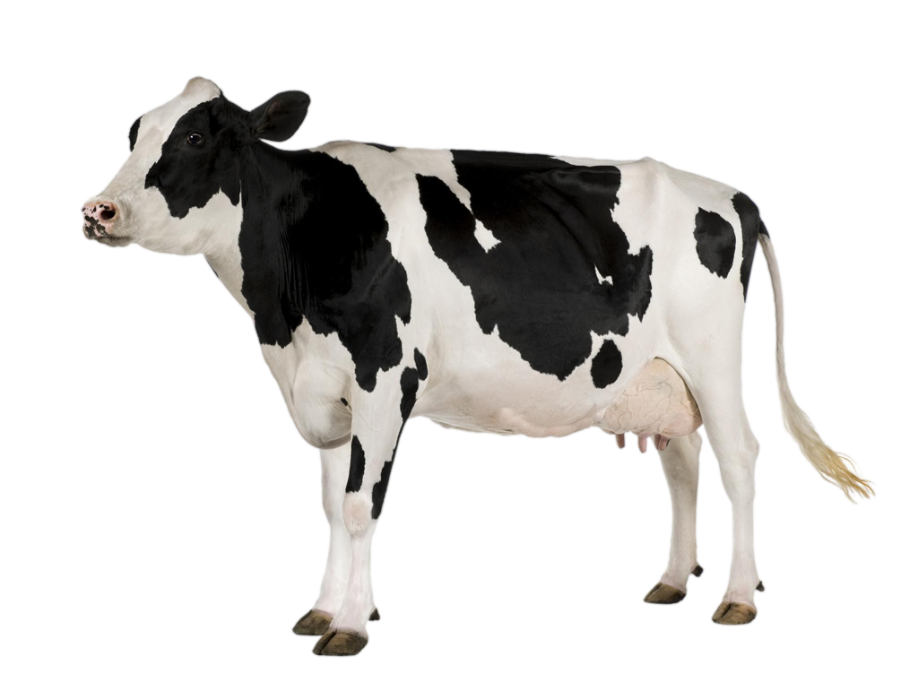 Black Spots Cow PNG Download Image