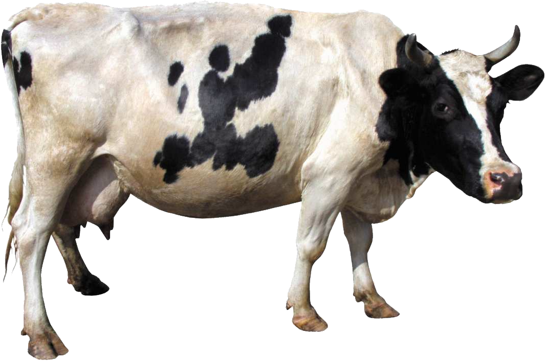 Black Spots Cow PNG Free Download