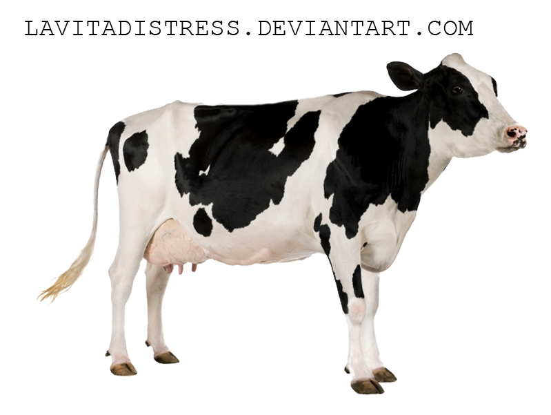 Black Spots Cow PNG High-Quality Image