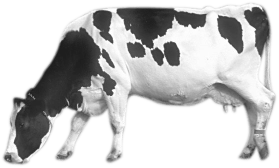 Schwarze Spots Kuh PNG Bild Hintergrund