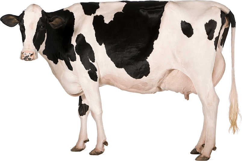 Black Spots Cow PNG-Bild
