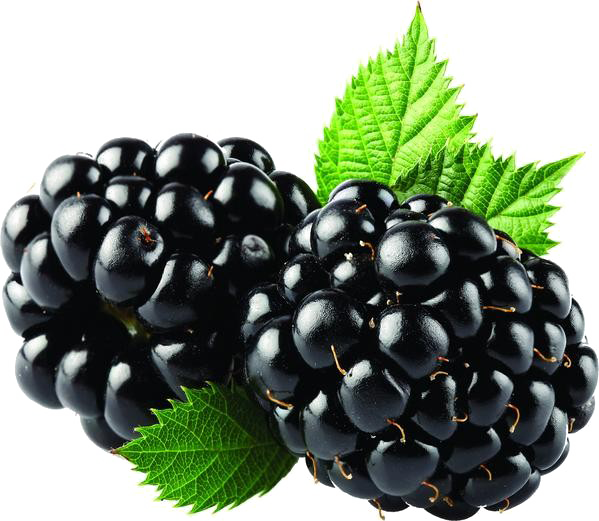 Blackberry Fruit PNG Free Download