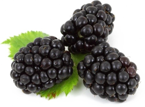 Blackberry Fruit PNG High-Quality Image
