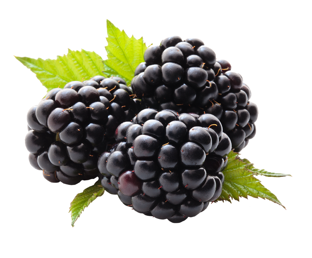 Blackberry Fruit PNG Image Transparent