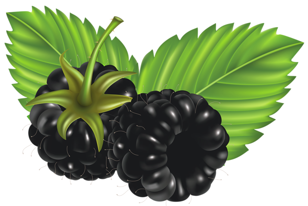 Blackberry Fruit PNG Image with Transparent Background
