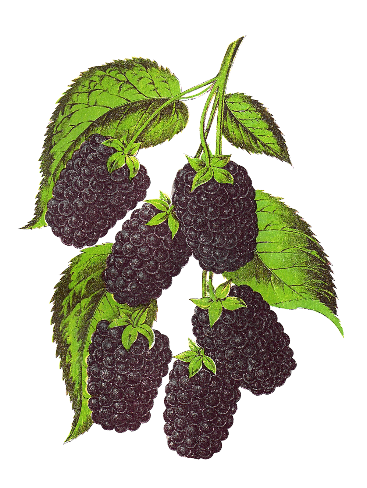 Blackberry Fruit Transparent Background PNG