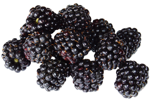 Blackberry Fruit Transparent Images