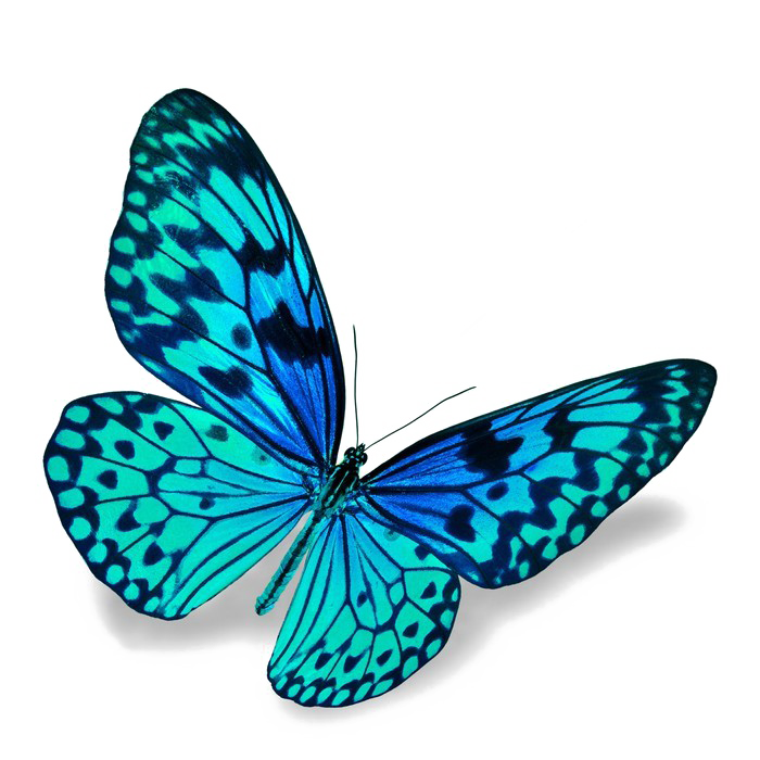 Imagem de download azul borboleta PNG