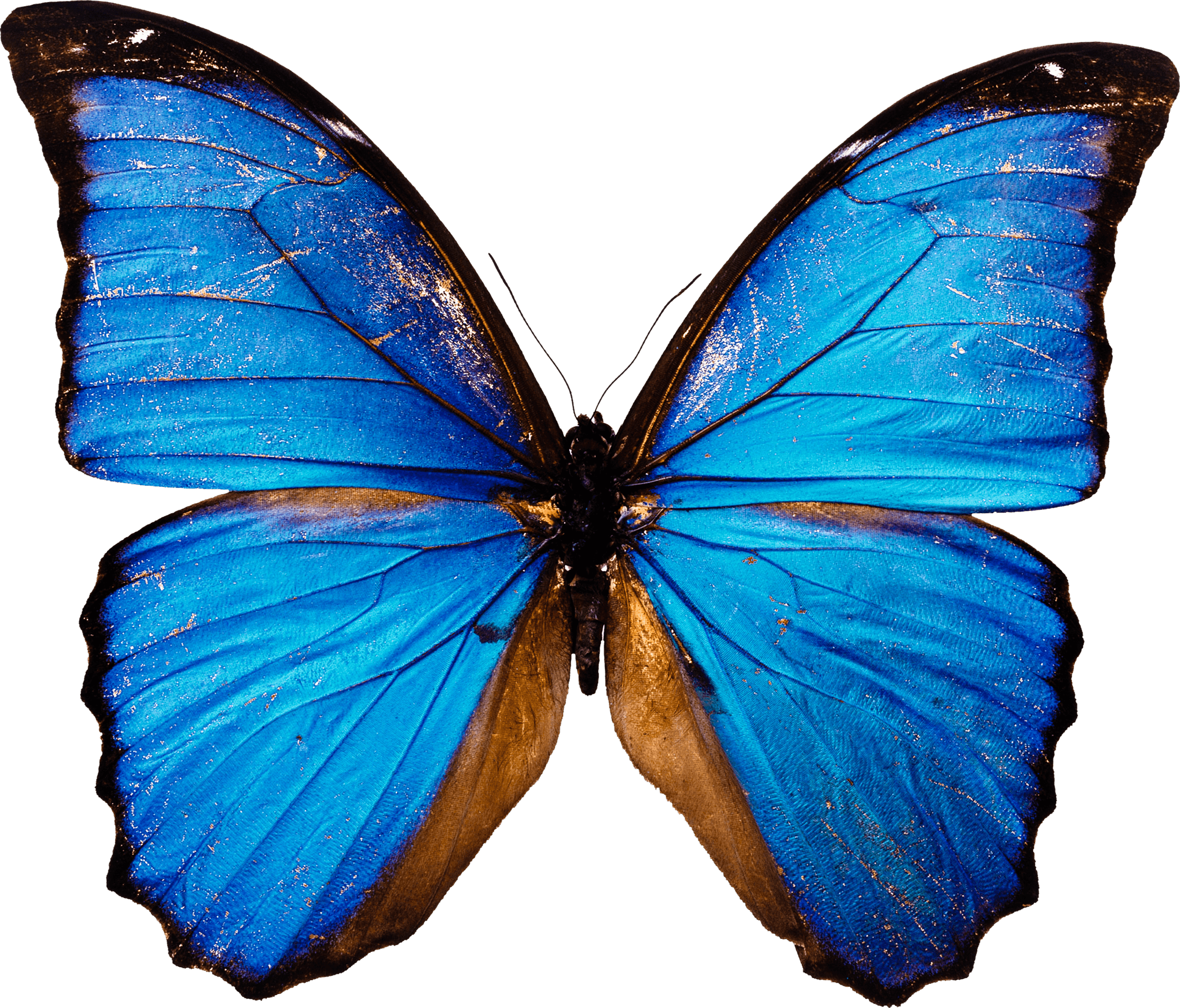 Blaues Schmetterlings-PNG-Bild