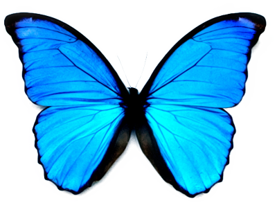 Blue Butterfly PNG Picture