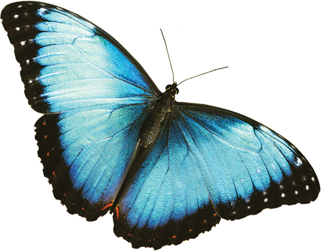 Blauwe vlinder Transparante achtergrond PNG