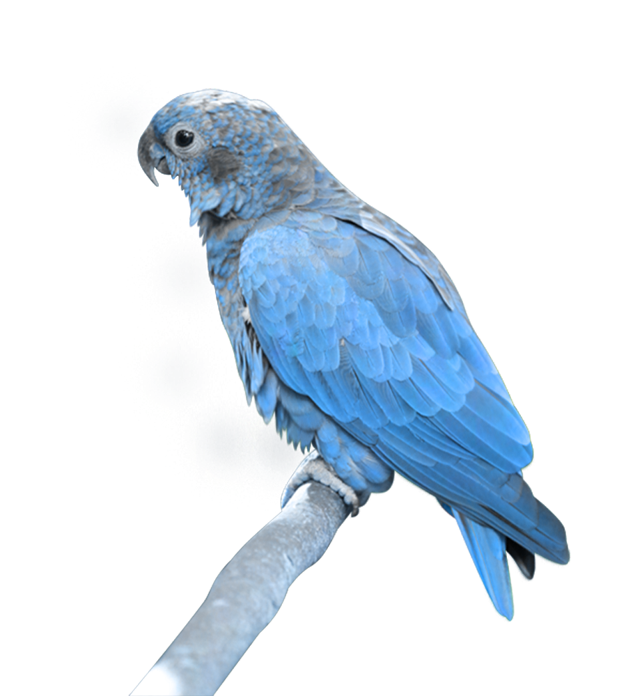 Blauer Papagei Herunterladen PNG-Bild