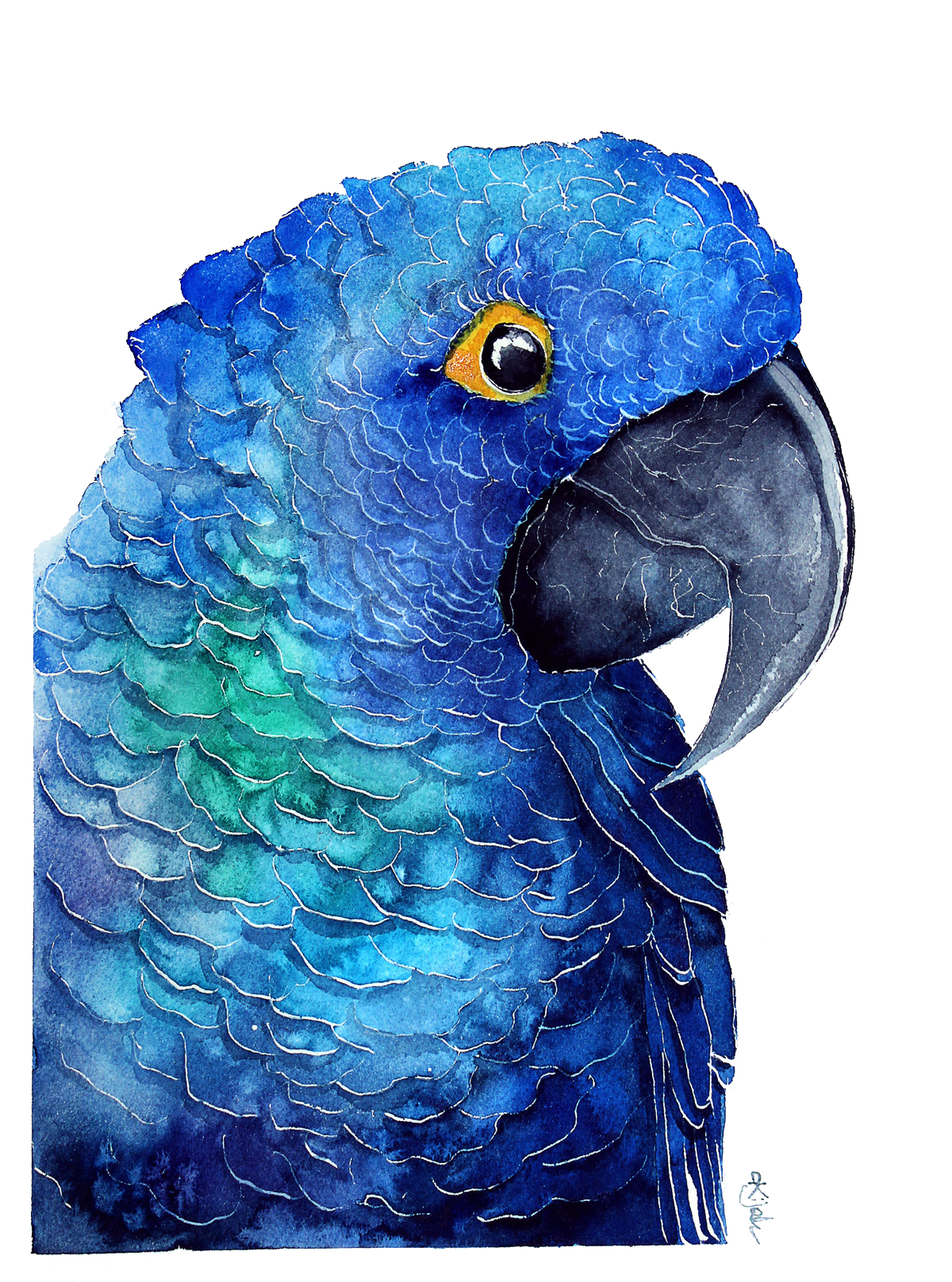 Голубой попугай Скачать прозрачное изображение PNG
