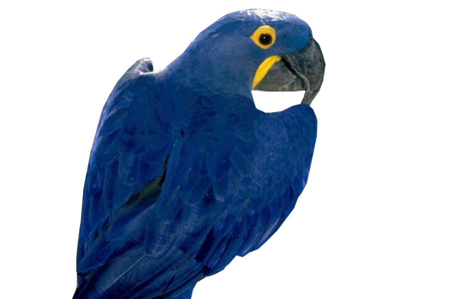 Blauwe papegaai Gratis PNG-Afbeelding