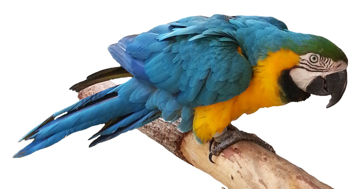 Blue Parrot PNG Free Download