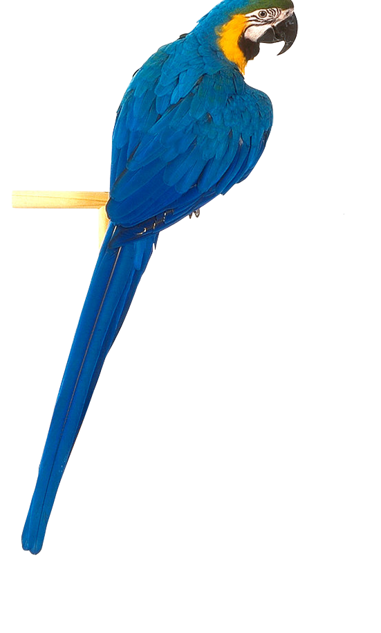 Blue Parrot PNG высококачественный образ